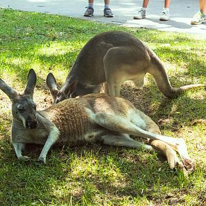 Red Kangaroo
