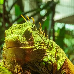 Green Iguana