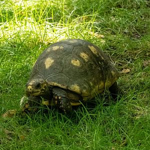 Yellow Footed Tortoises