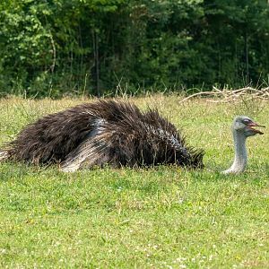 Ostrich