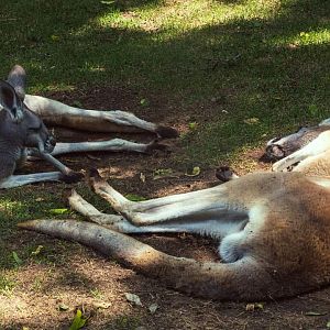 Red Kangaroo