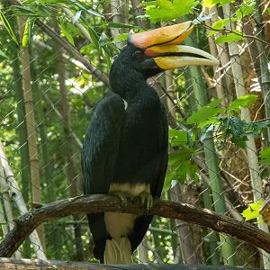 Rhinoceros Hornbill