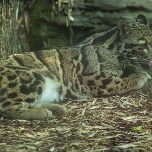 Clouded Leopard