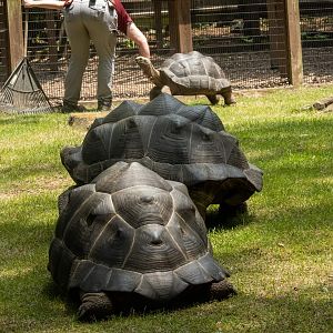 Huge Tortoises
