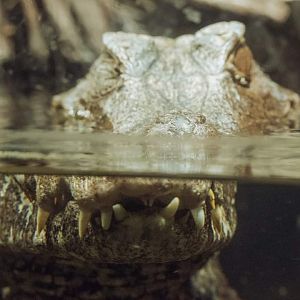 Caiman