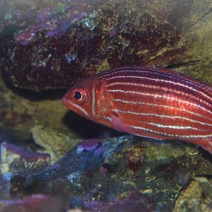 Samurai squirrelfish (Sargocentron ittodai)