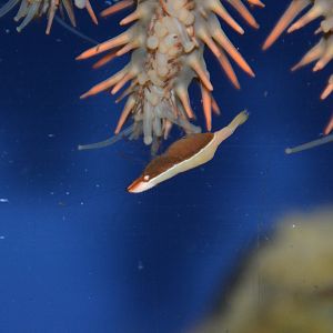 Starfish shrimp (Zenopontonia soror)