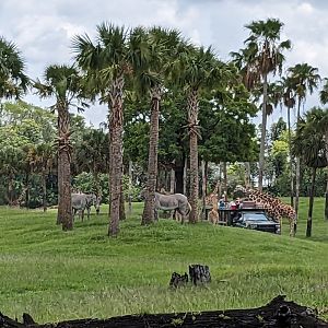 Serengeti Plains (from Edge of Africa) - Grevys Zebra and Giraffe