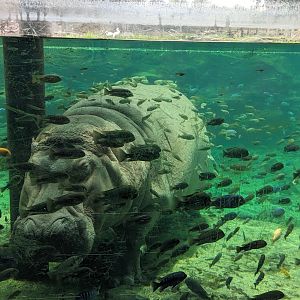 Edge of Africa - Nile hippo