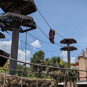 Jungala - Orangutan (male)