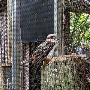 Kookaburra
