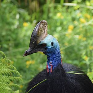 Southern cassowary