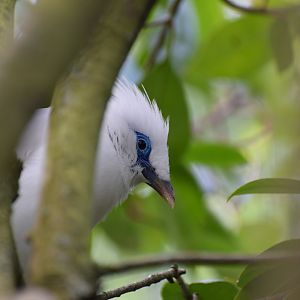 Bali myna
