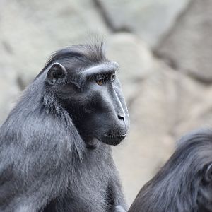 Sulawesi crested Macaque