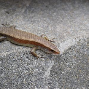 Sun Skink