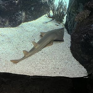 Blackfin Guitarfish in Ocean 6.7.23-