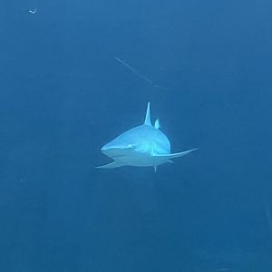 Ocean 6.7.23- What shark is this?