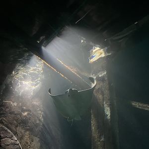 Ocean- Ocellated Eagle Ray 6.7.23