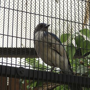 Western Scrub-Jay