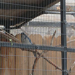 Western Scrub-Jay