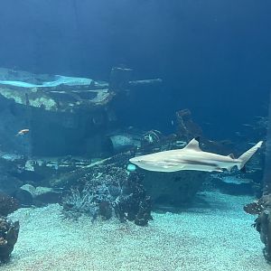 Ocean 6.7.23- What type of Shark is this?