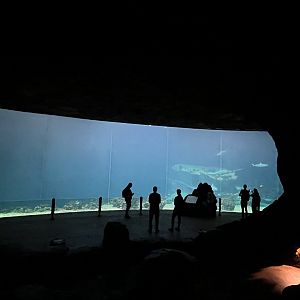 Ocean 6.7.23- main tank