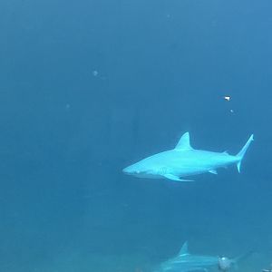Ocean 6.7.23- what type of Shark is this?