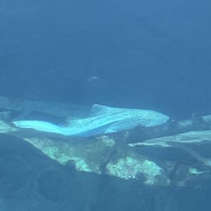 Ocean 6.7.23- Zebra shark