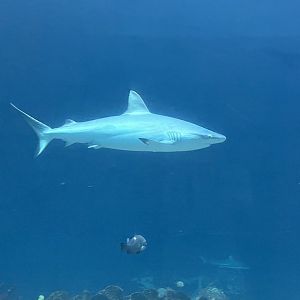 Grey Reef shark in Ocean 6.7.23