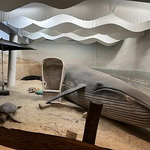 Beached whale outside Ocean 6.7.23