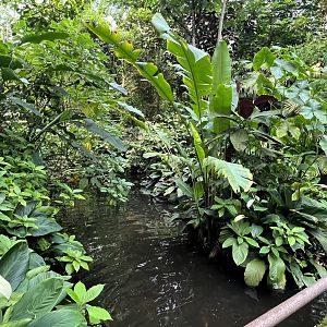 Bush- water feature 6.7.23