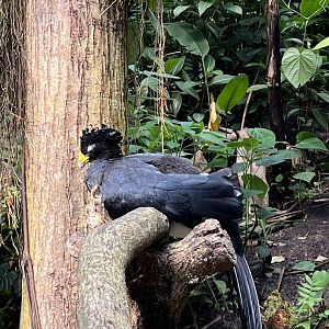 Bush- Great currasow 6.7.23