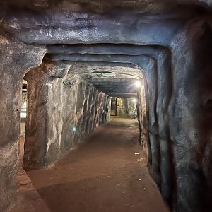 Tunnel from Bush to Desert 6.7.23