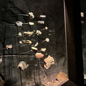 Desert- Mineral display 6.7.23