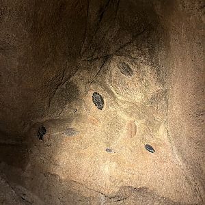 Desert- Trilobite fossils 6.7.23