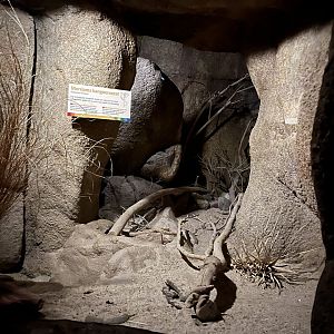 Desert- Merriam’s Kangaroo rat enclosure 6.7.23