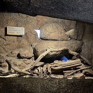 Desert- Milksnake enclosure