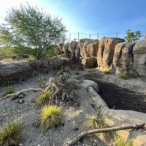 Banded Mongoose Exhibit #1