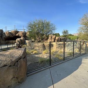 Banded Mongoose Exhibit #1
