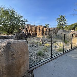 Banded Mongoose Exhibit #2