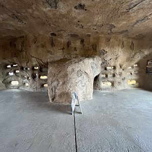 Naked Mole Rat Exhibit