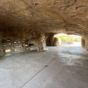 Naked Mole Rat Exhibit