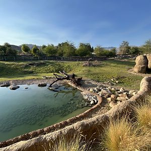 Rhino Savanna - New in 2021