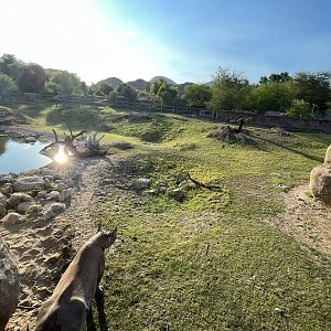 Rhino Savanna - New in 2021