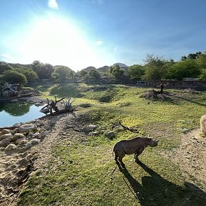 Rhino Savanna - New in 2021