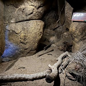 Desert- Merriam’s Kangaroo rat enclosure 6.7.23