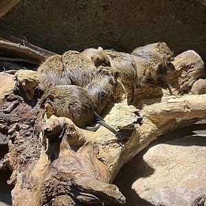 Desert- Cotton rats 6.7.23