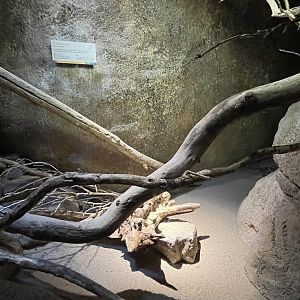 Desert- Cotton rat enclosure 6.7.23