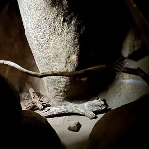 Desert- Cotton rat enclosure 6.7.23