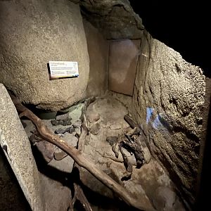 Desert- Colorado river toad enclosure 6.7.23